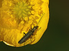 Flower Beetle