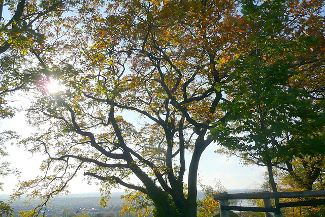 Spaziergang am Burglehnpfad mit Canalettoblick