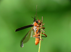 Sailor Beetle