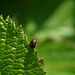 Celery Leaf Beetle