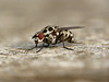 Speckled Fly