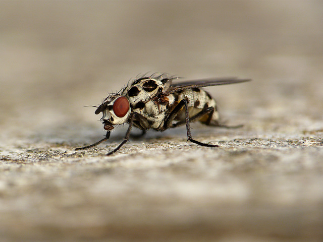 Speckled Fly