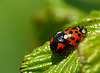 Ladybird Love