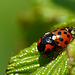 Ladybird Love