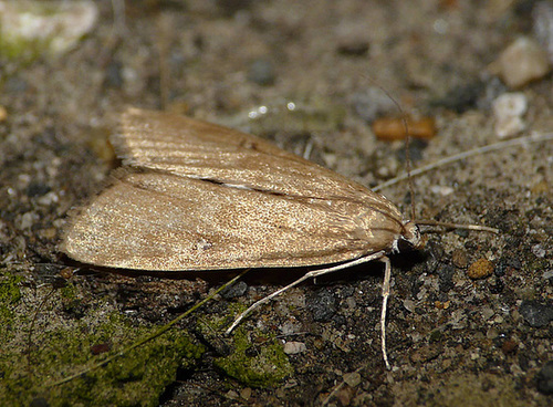 Ringed China Mark -Male