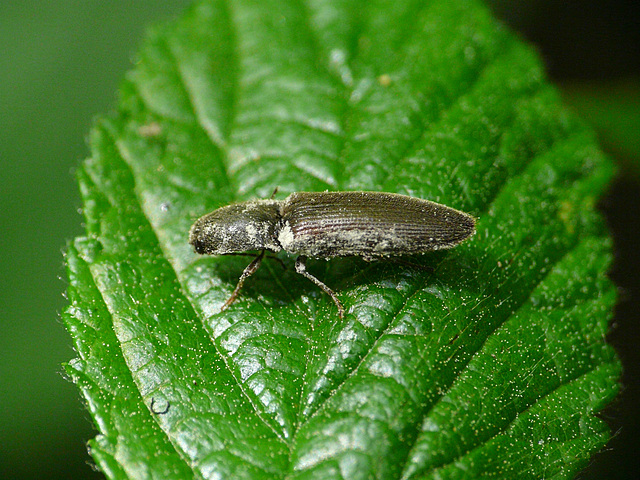 Click Beetle