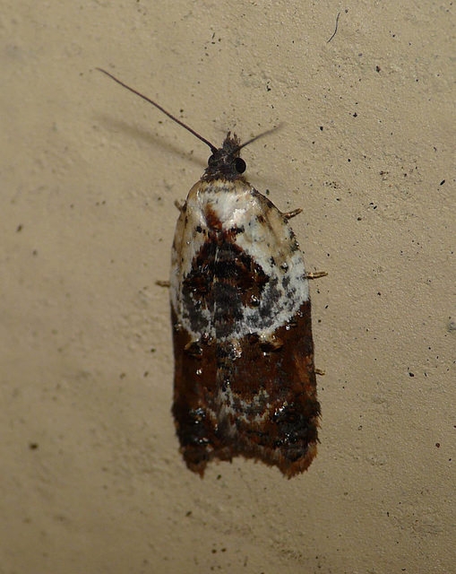 Garden Rose Tortrix