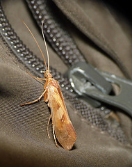 Caddisfly