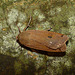 Large Yellow Underwing -Top