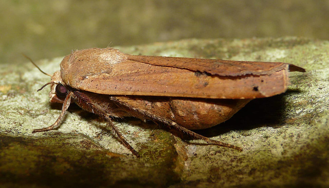 Large Yellow Underwing -Side