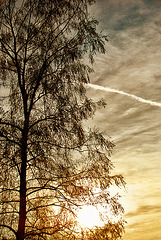 The neighbor's birch tree - 1