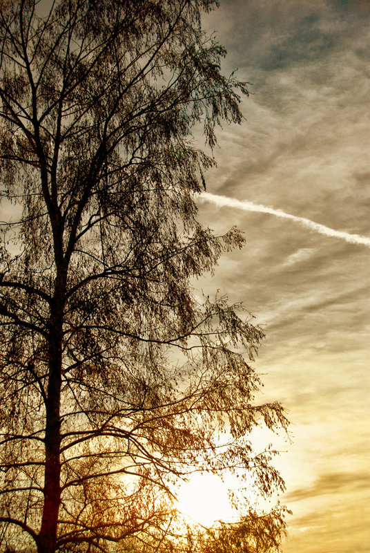 The neighbor's birch tree - 1