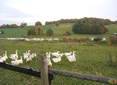 2008-10-19 04 Wandertruppe, Weissig - Heidenau
