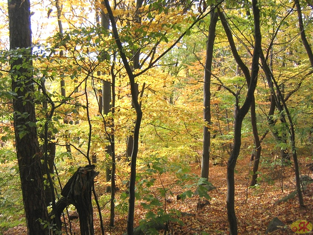 2008-10-19 27 Wandertruppe, Weissig - Heidenau