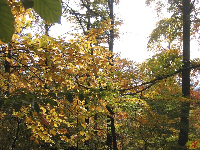 2008-10-19 28 Wandertruppe, Weissig - Heidenau