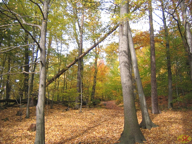 2008-10-19 31 Wandertruppe, Weissig - Heidenau