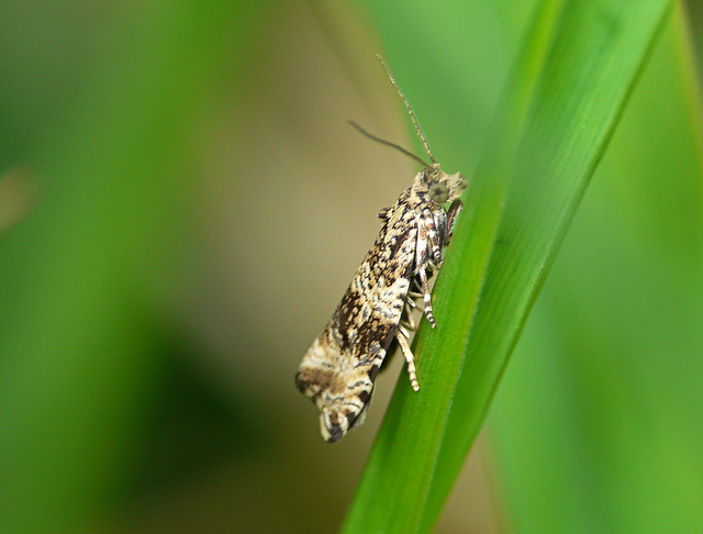 Orthotaenia undulana