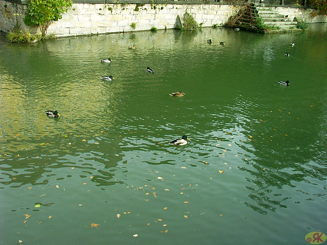 2008-10-19 44 Wandertruppe, Weissig - Heidenau