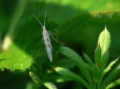 Diamond-back Moth