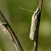 Crambus lathoniellus