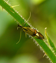 Alabonia geoffrella Moth