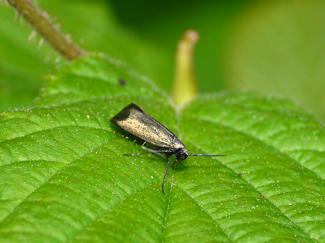 Adela reaumurella Female