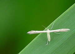 Adaina microdactyla Moth