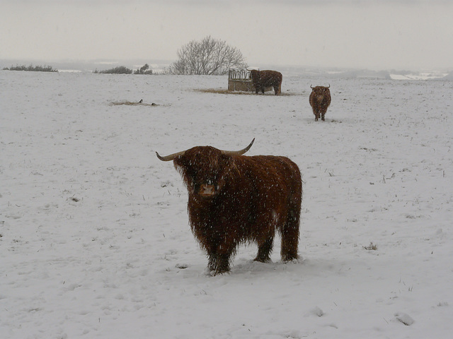 Hastings Country Park Highlanders 5