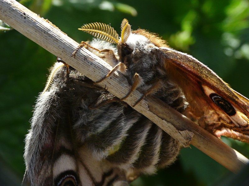 Emperor Moths -Mating Pair