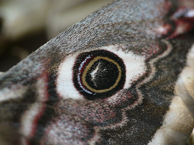 Emperor Moth Eye