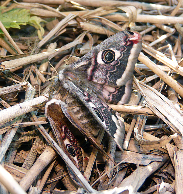 Emperor Moths -Mating Pair