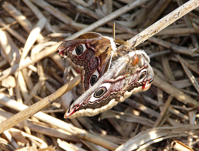 Emperor Moths -Mating Pair