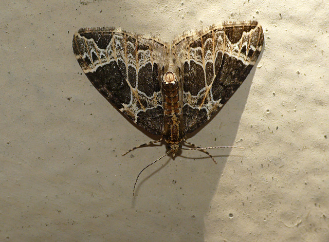 Small Phoenix Moth