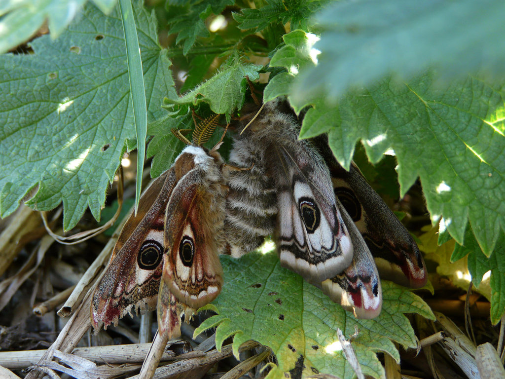 Emperor Moths -Mating Pair