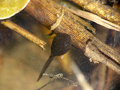 Common Toad Tadpole