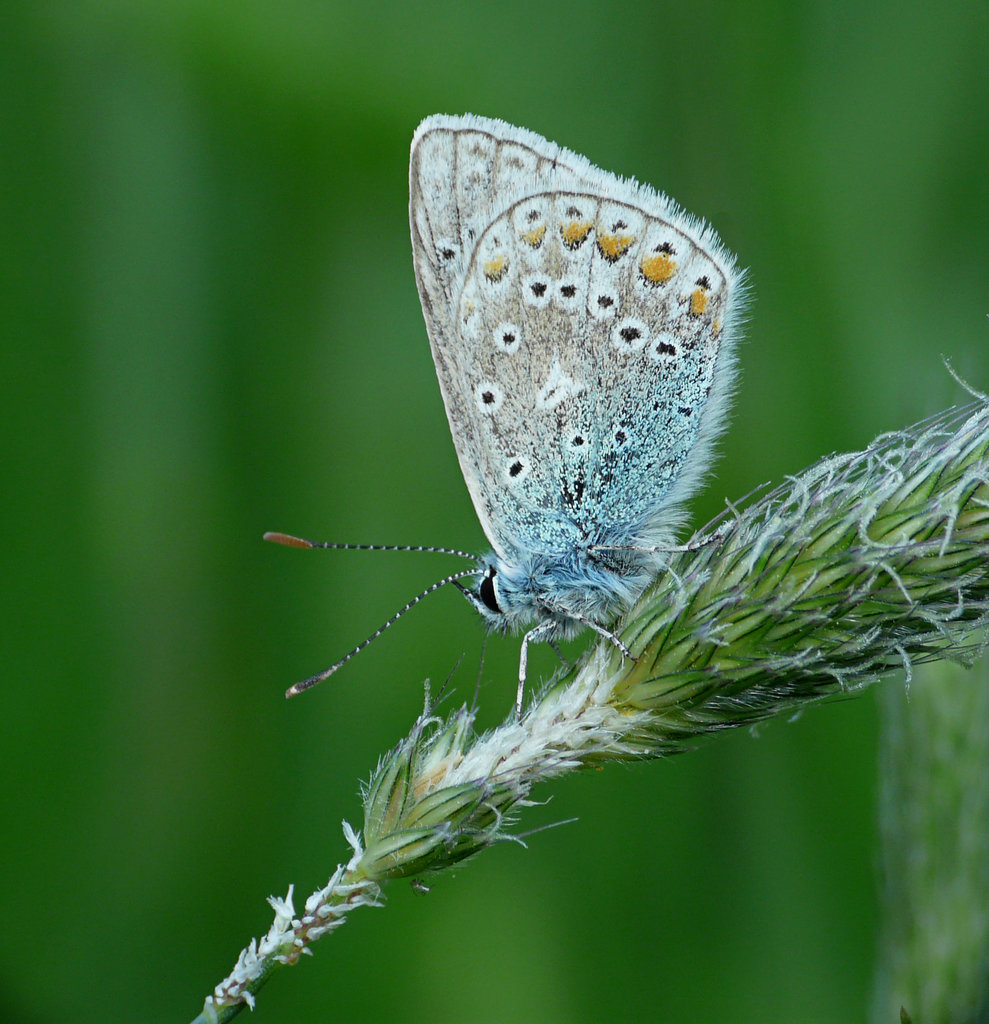 Common Blue Butterfly