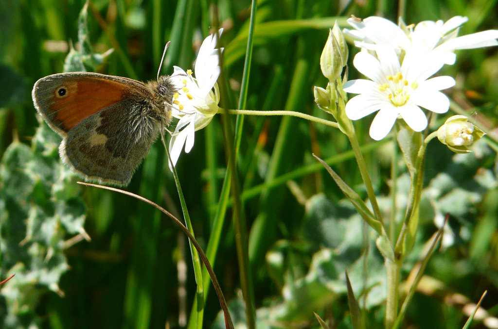 Small Heath Butterfly