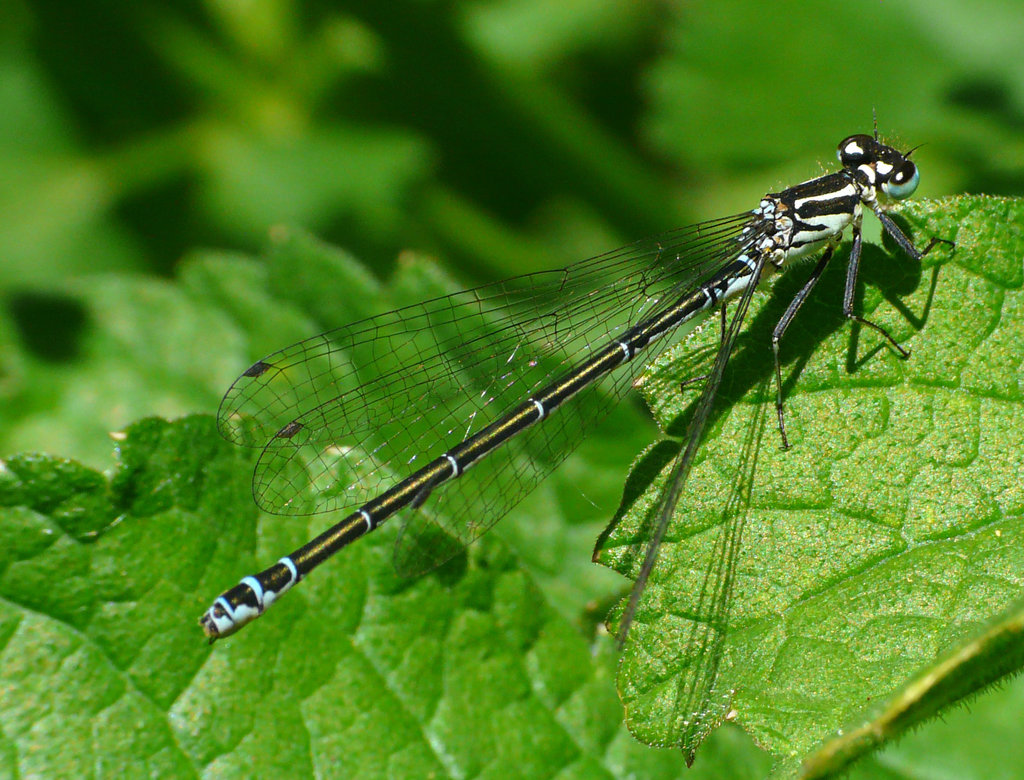 Azure Damselfly Female