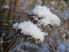 Snow Flakes