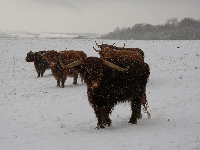 Hastings Country Park Highlanders 4