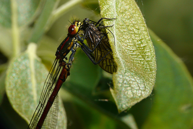 Large Red Damselfly