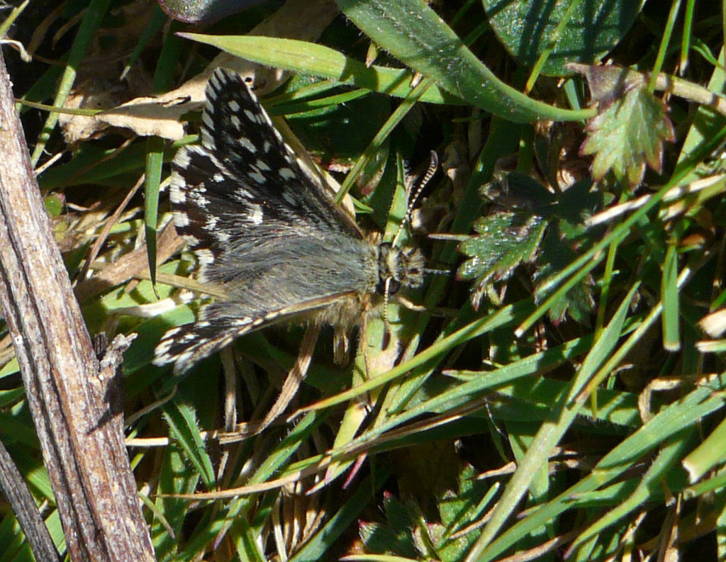 Grizzled Skipper Butterfly