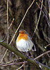Robins are Funny Shaped