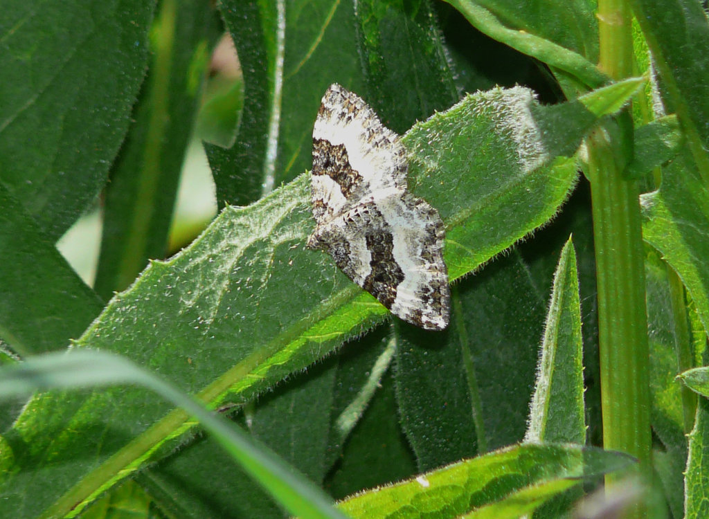 Wood Carpet Moth