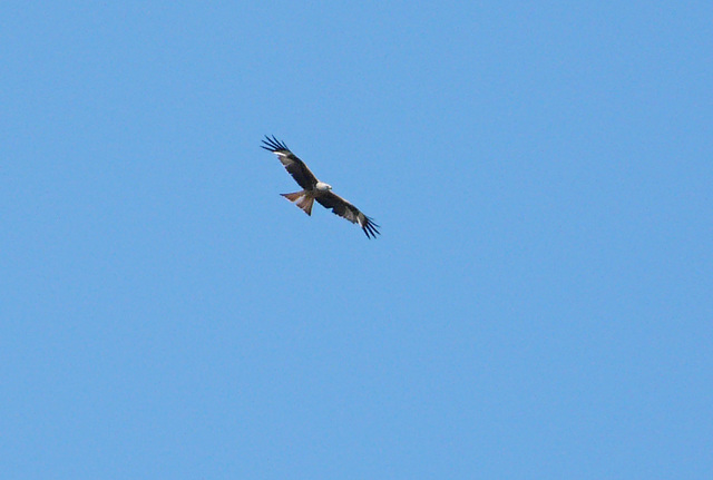 Red Kites @ Combe Haven