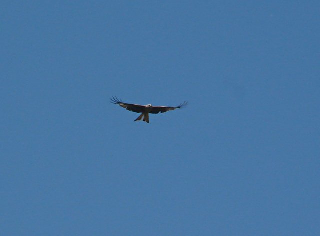 Red Kites @ Combe Haven