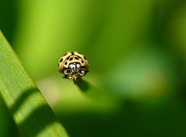 16-spot Ladybird Tytthaspis 16-punctata