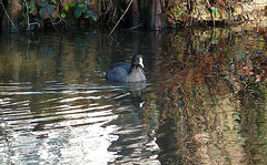 Little Coot Visitor