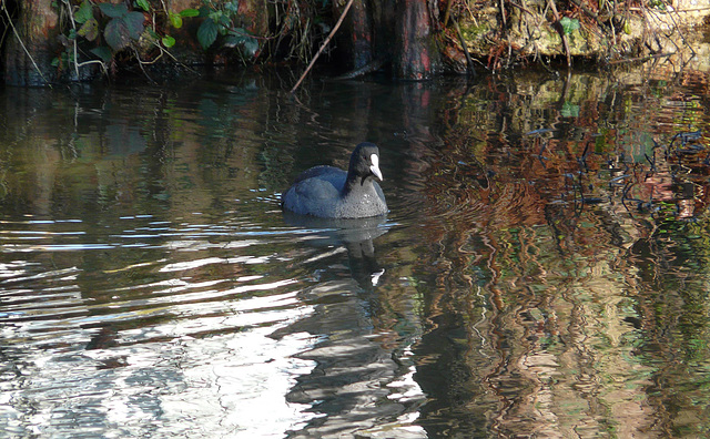 Little Coot Visitor