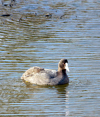 Visitor Coot @ Alexandra Park